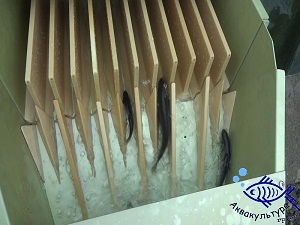 Рыбный счетчик NT-12 NARWALTEC