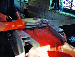 Аппарат для отбора икры ROE-1