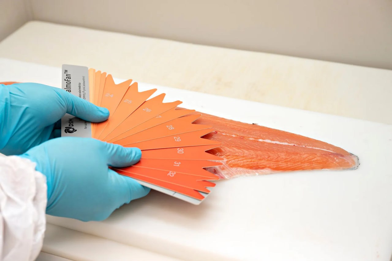 Цветовой веер для лососевых, SalmoFan, DSM Германия